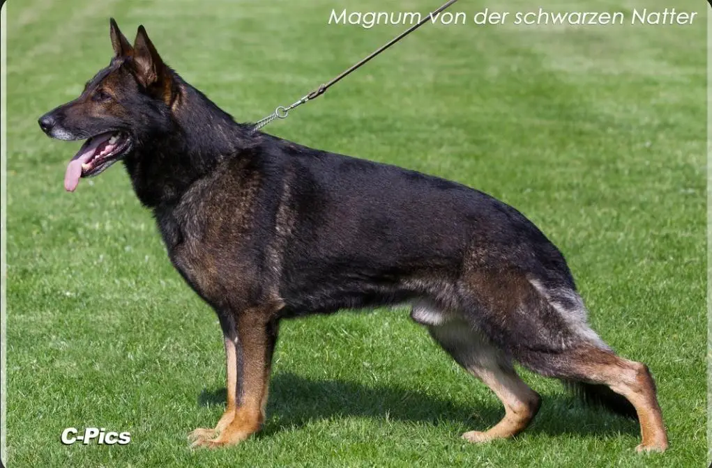 SG Magnum von der schwarzen Natter