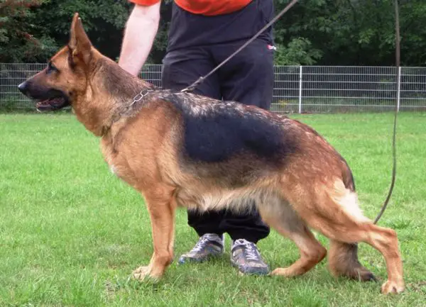 V Zora von Arminius 2000