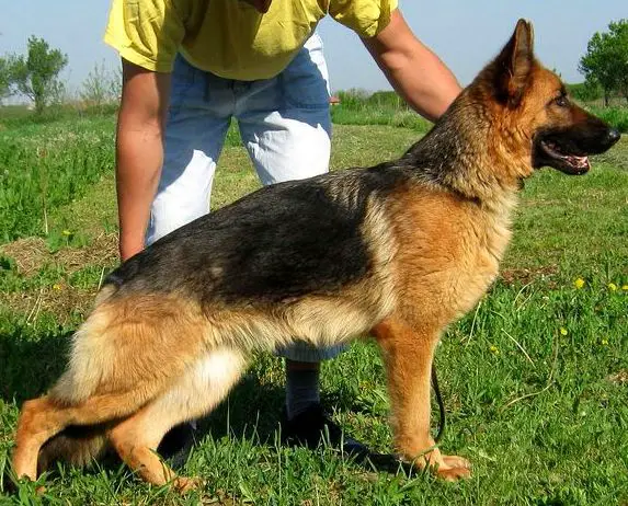 SG: Vac-Vagvölgyi Ursa