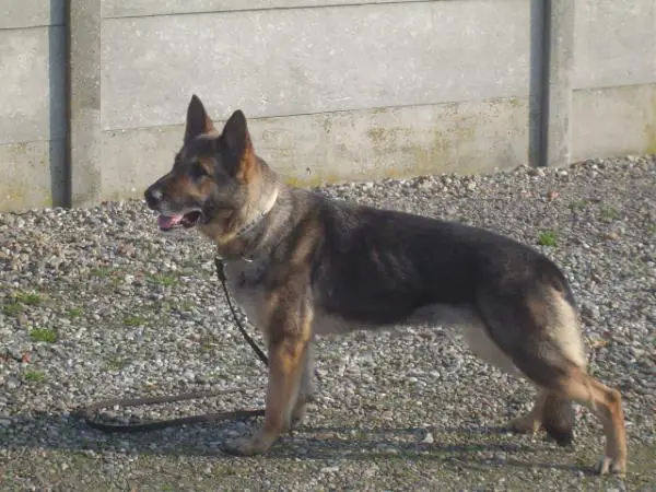 V Jasta van Huize Joris
