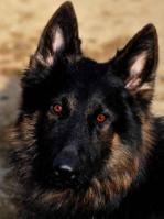 Lilly Von Fronleichnam Landes