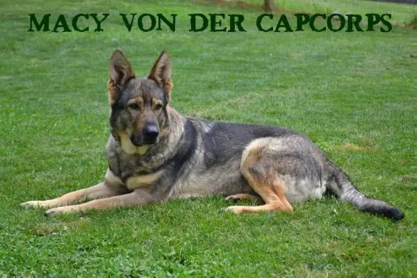 Macy von der Capcorps