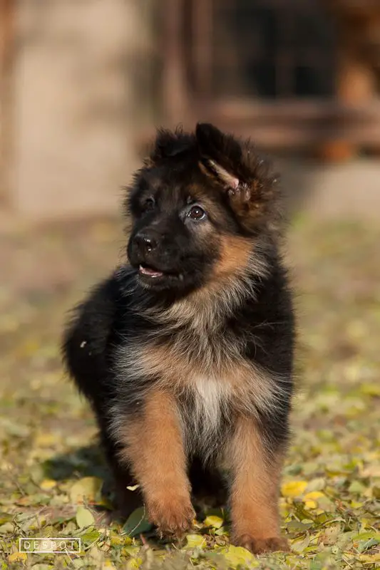 Olea vom Funken Spiel