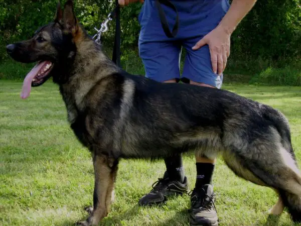 VERY GOOD Malwin z Elbu