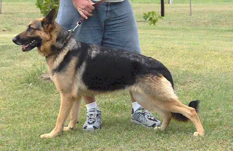 Alexis vom Windigen Hugel