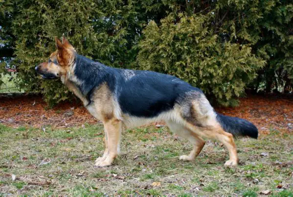 Shilo Von Loewen Naaldwijk