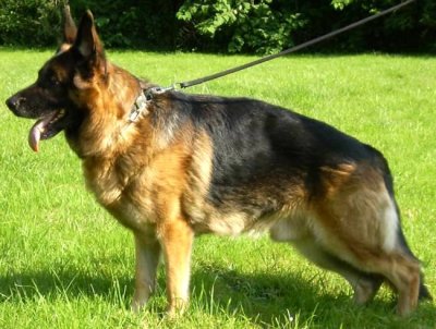 Vegas zur Wolfskammer