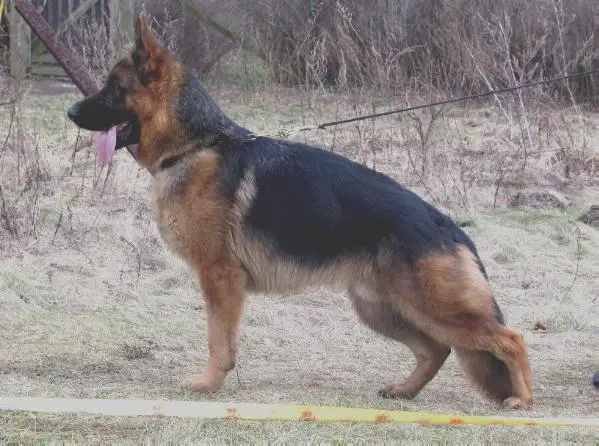 CH.PL. , CACIB, WULKAN Woj-Bas