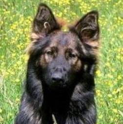 Aron van de Tempelberg