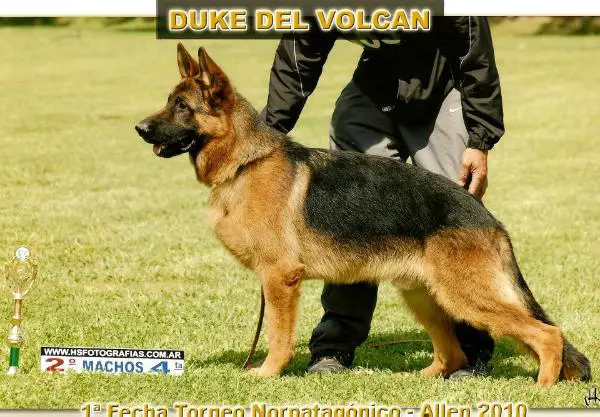 Duke Del Volcán