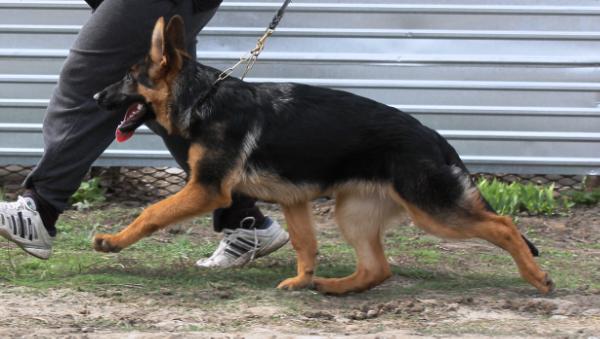 Rainer Faer Mоntana