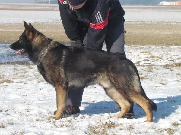 V Arie von der Eichendorfschule