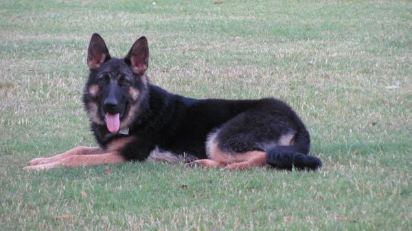Princess Millie Sable