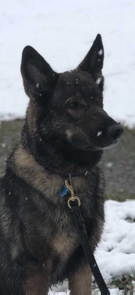 Galiana Vom Mathenhaus Vom Rochford