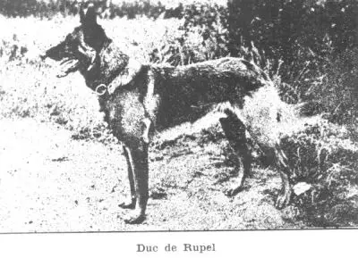 Wuc LOSH 17933 (Duc du Rupel)