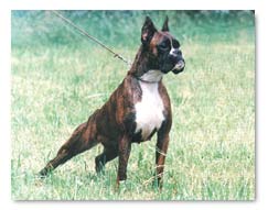 ICH,CHSR,CACIB Orka Floyd Fender Edda