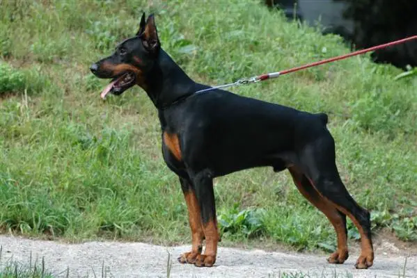 Europe vice-CH.   Rus., Bel., Ukr., Blg. CH.   4 x CACIB Livonijas Baron Hero Hieronimus