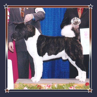 BISS AKC/CAN CH American's Outlaw on the Run