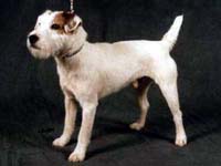 Howlbeck Tiger Tango for Pacolito