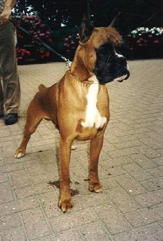 Kelvin v.d. Klappeheide