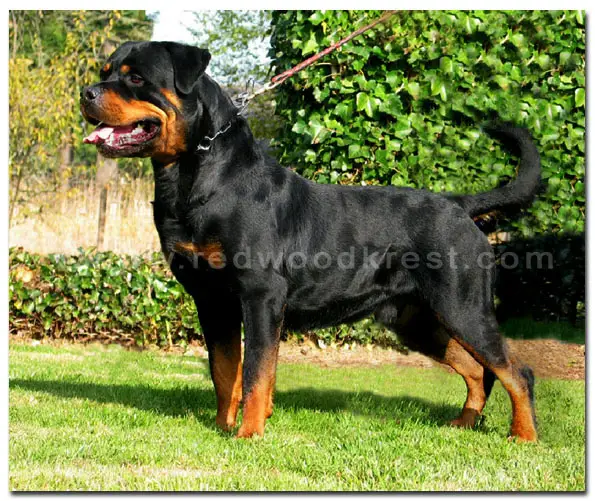 MULTI V1 RATED Wasko vom Mariannenthal II