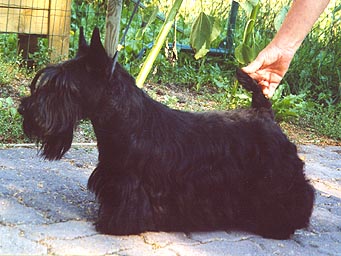 FIN/CH Fleetwood Fine Primrose