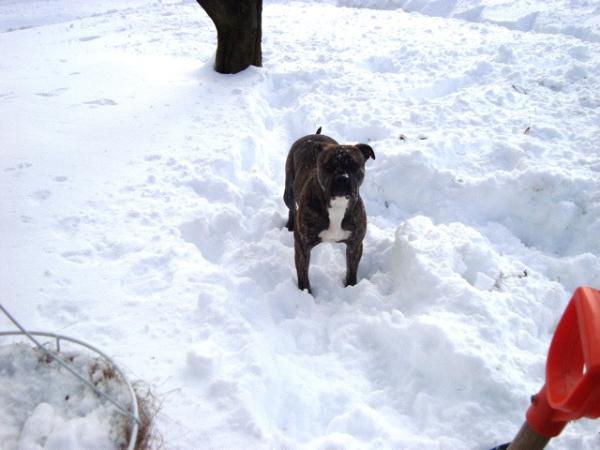 Alpha & Omega's Bella Girl