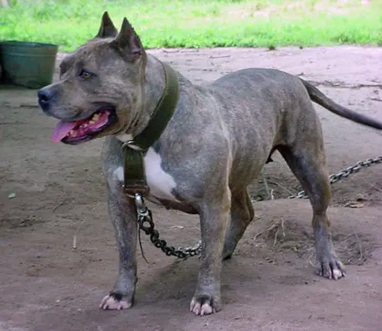 Razors Edge Lil Blue Koala