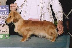 AKC PTD Doxieville's Pure Gold