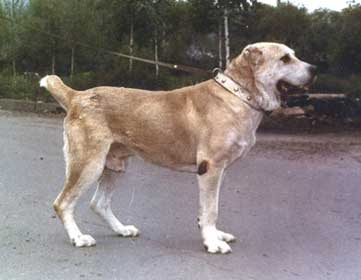 Aktash KFU R0006174