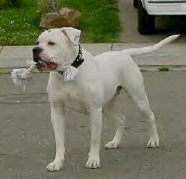 Al's Miss American Pie