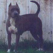 CH 'PR' Candy's Crystal Blu Persuasion