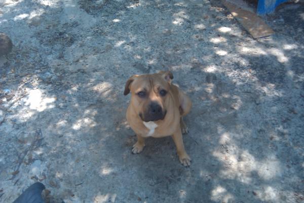 Lil Goons Deebo