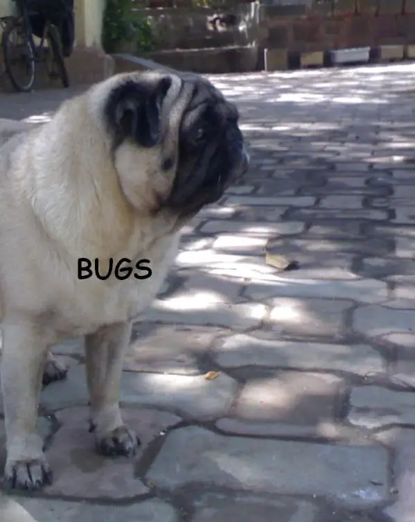 Sudi's Bugs