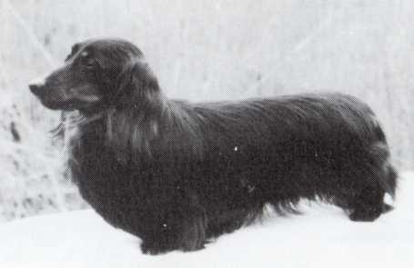 ENG CH Rhinestar Dedication