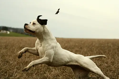 ABRA CH, NHL CH Blocky Bulldogs Looks that Kill