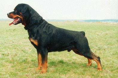 WS'96'97, VDH DT-CH Ragnar van Het Falconsnest