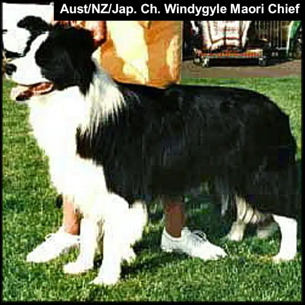CH (AUS/JAP/NZ) Windygyle Maori Chief