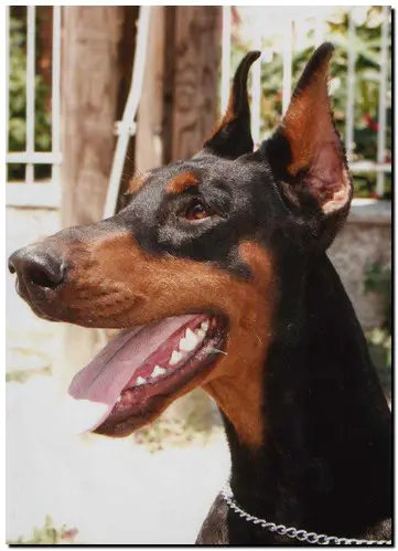 CAC CACIB BOB hostessa von wolf stamm