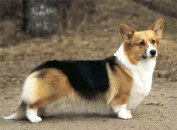 Haywire's No One Like Me