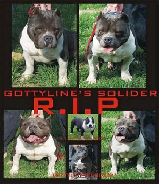 PR Gottyline/Mikeland'S Soldier