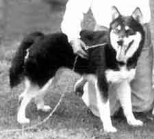 CH Baloo (1950)