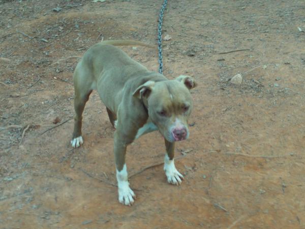 ASHWOOD KENNELS Deuce