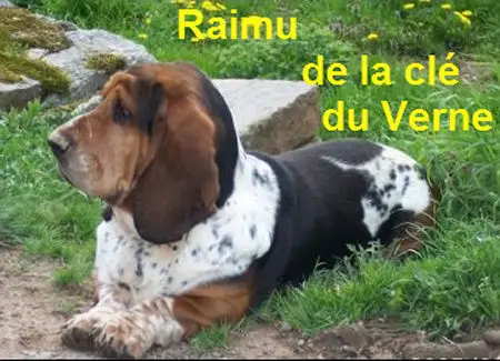 Raimu de la cle du verne