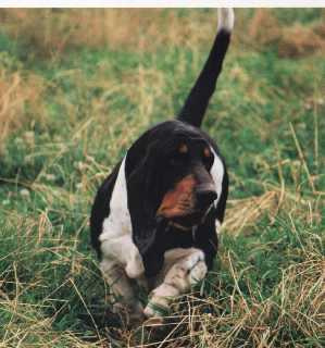 Maurice du haras de la vergne