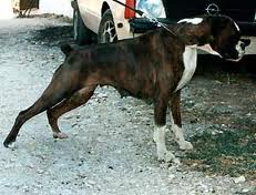 Zelda Zenita Filbetinska