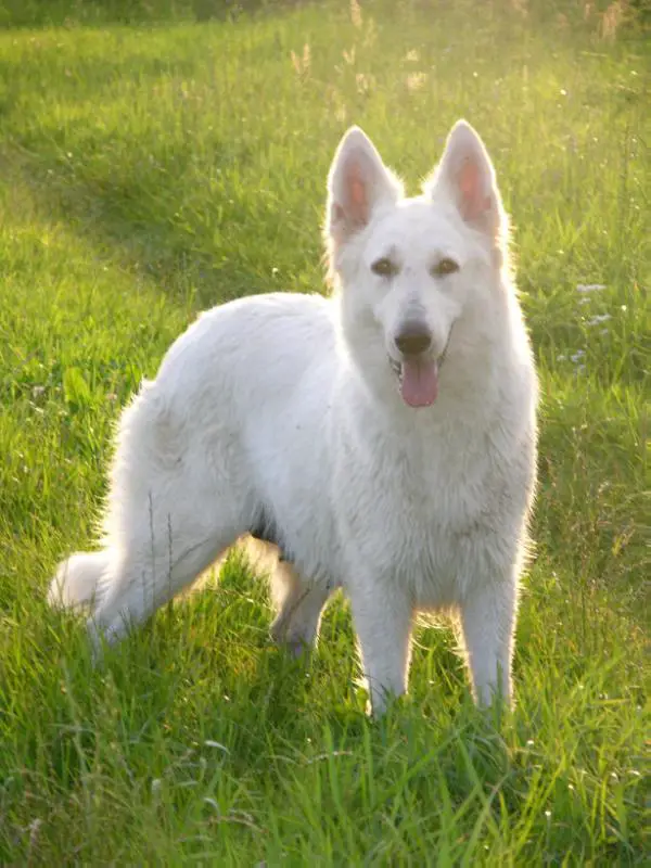 Canta Lupa (FCI) Mary Costa