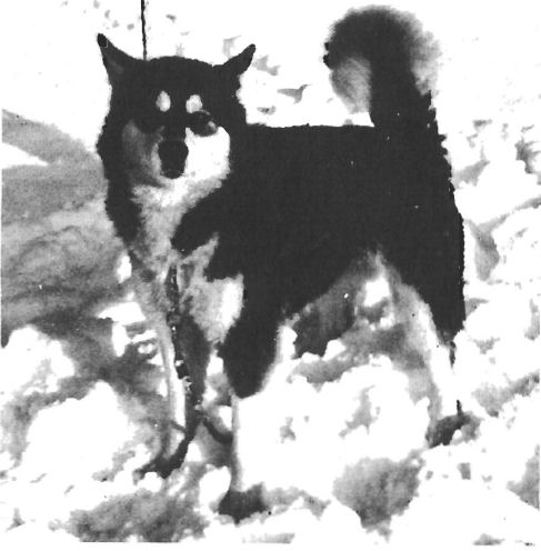 Bearpaw Egavik of Tote-Um
