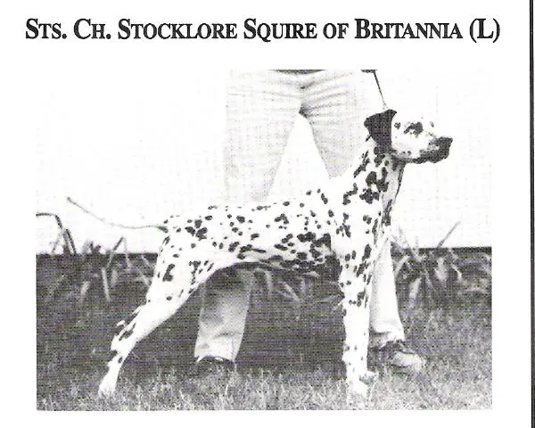 Stocklore Squire of Britannia