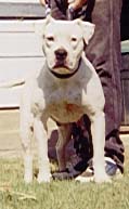 Fuller's Miss Mabel of Sand Valley